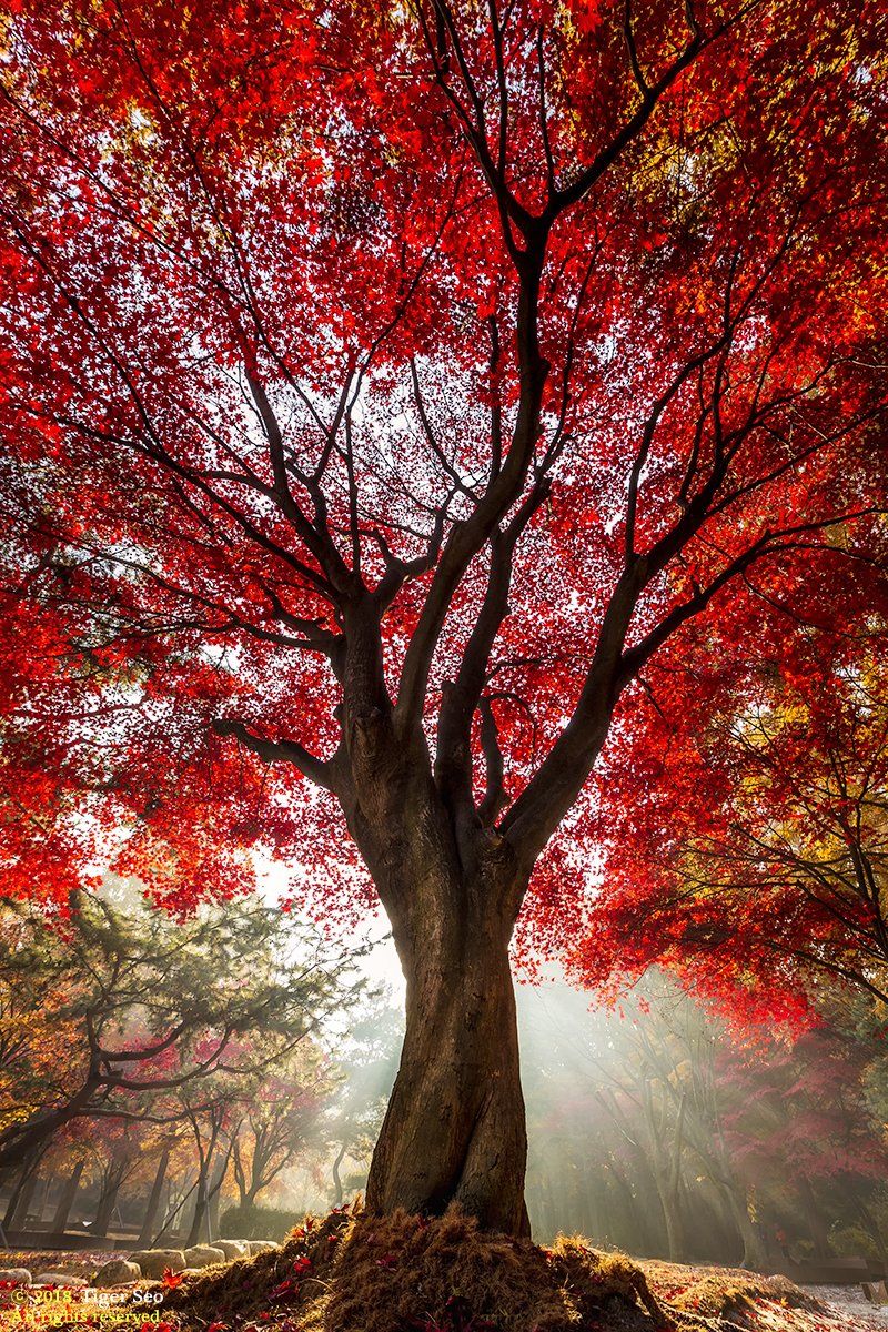 tree red autumn ray sun light leaf, Seo Tiger
