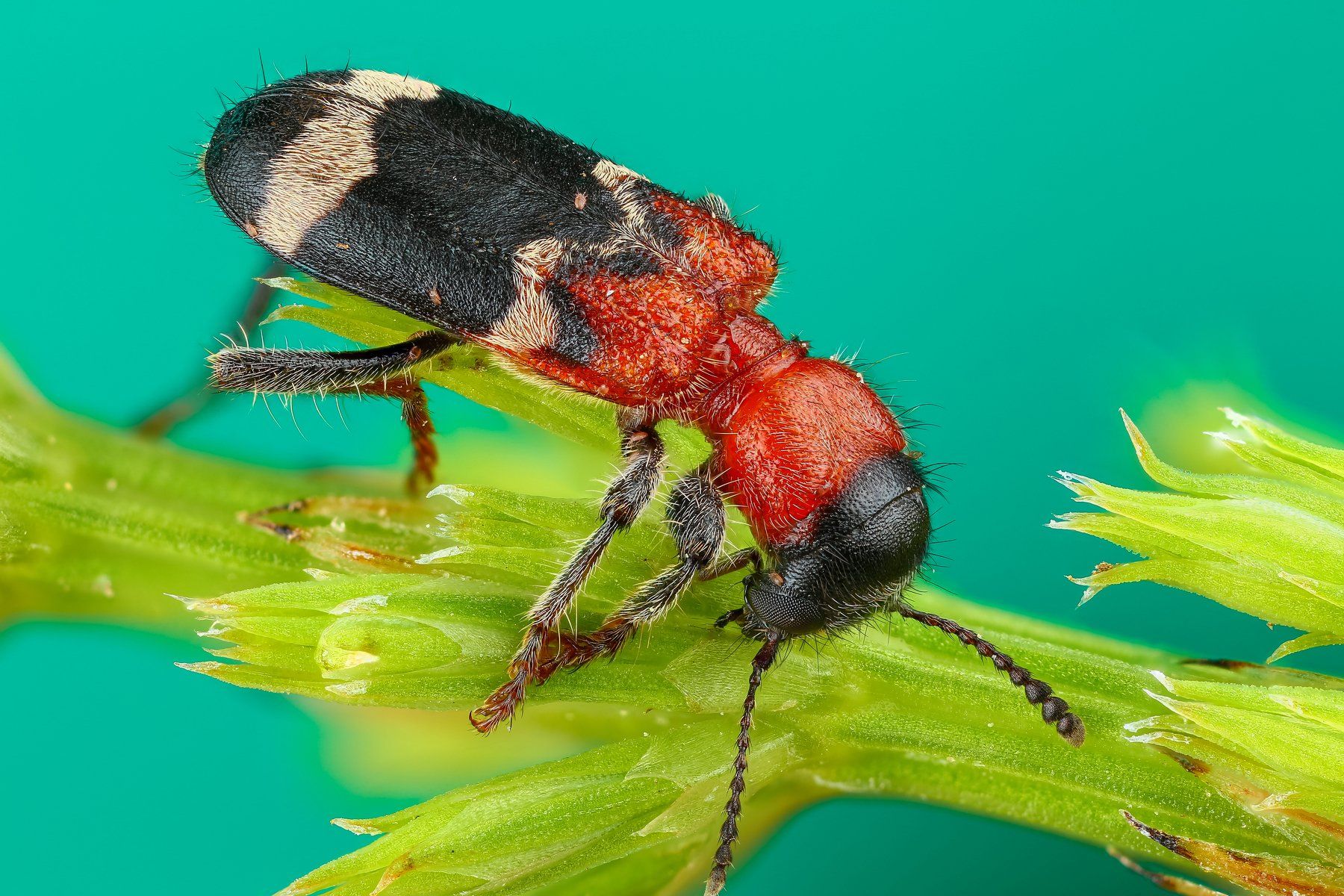 макро жук насекомое животное зеленый , Андрей Шаповалов