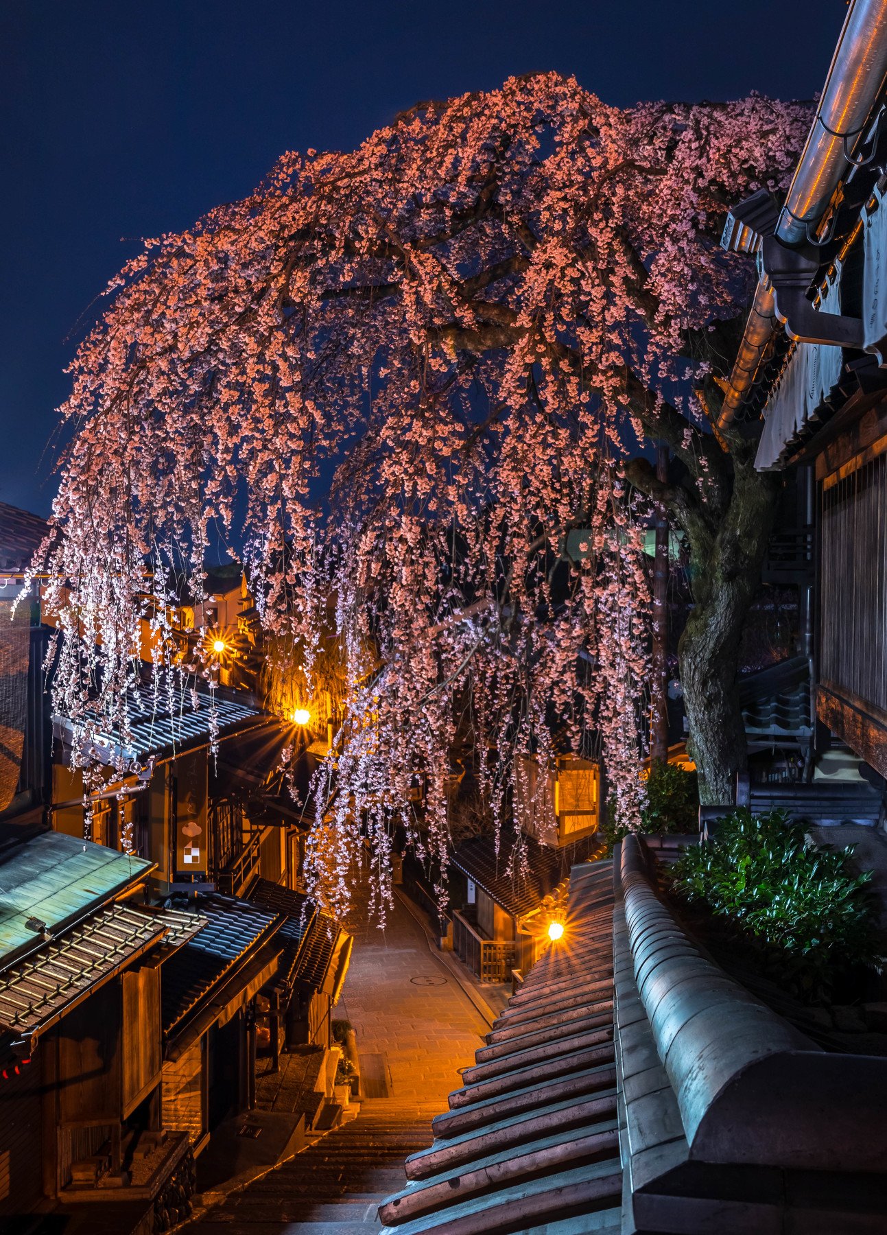 cherry blossom night sakura kyoto japan lights nightscape long exposure, Hasan Jakaria