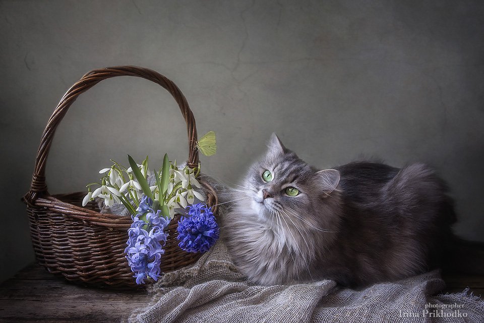 натюрморт, весна, кошка Масяня, весенний букет, бабочка, Ирина Приходько