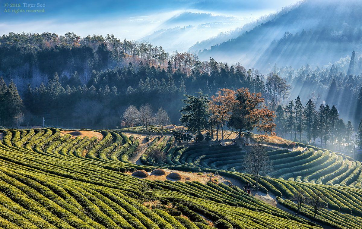 green tea farm farmland green-tea lay sunbeam light, Seo Tiger