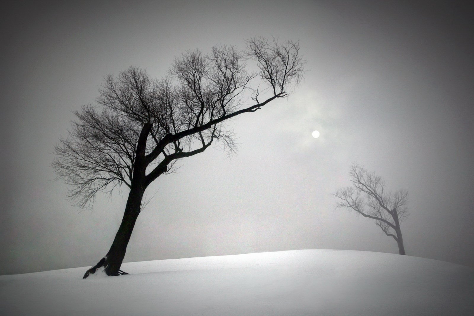 gomel belarus tree sun winter snow гомель беларусь дерево солнце зима снег, Иванчиков Дмитрий