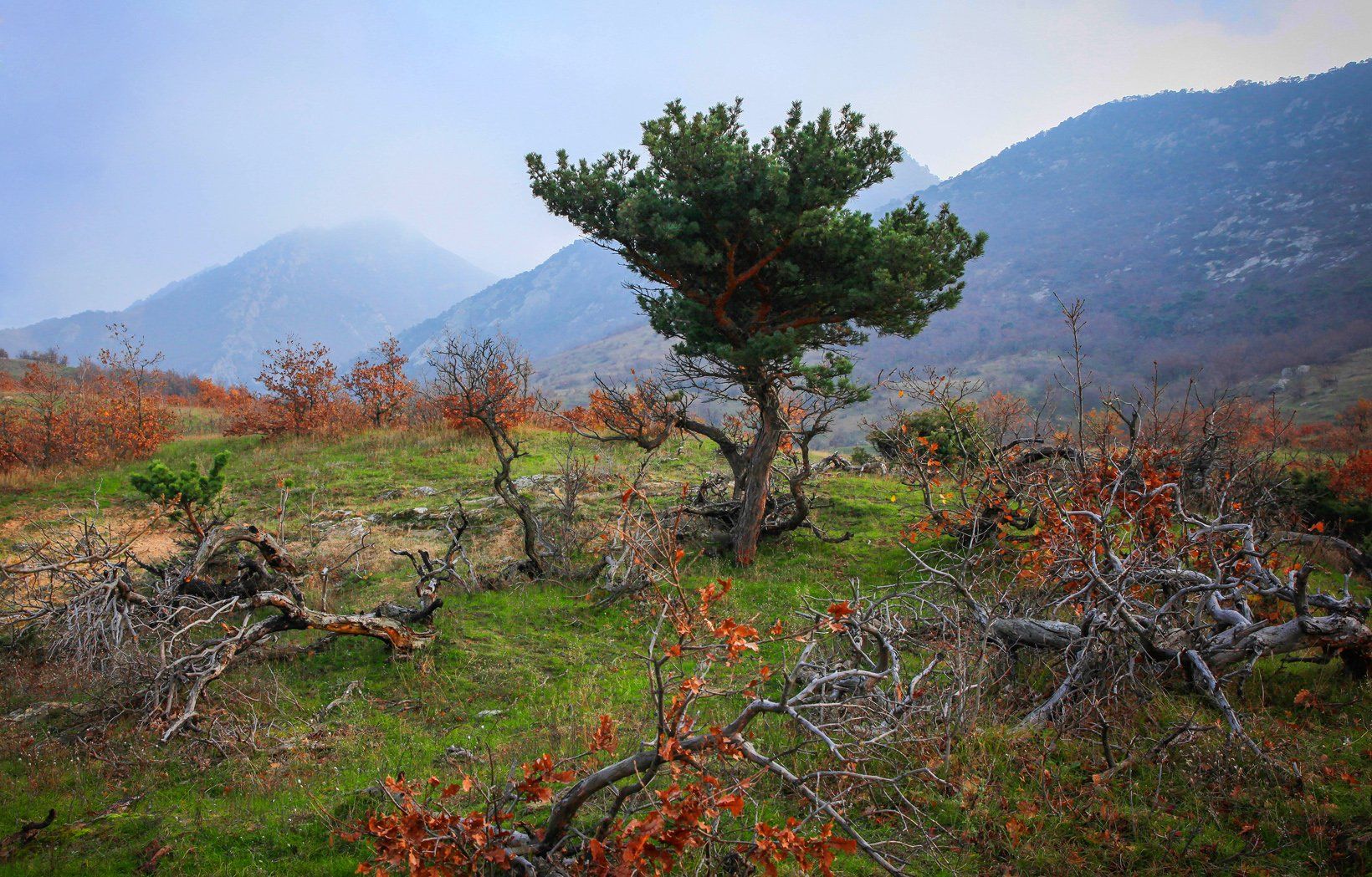 осень,горы,природа,дерево,сосна, Marat Magov