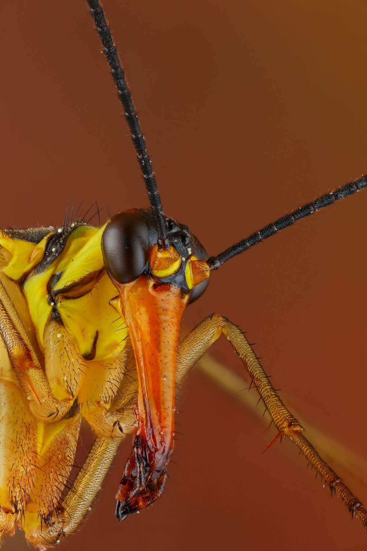 макро муха насекомое животное желтый портрет, Андрей Шаповалов