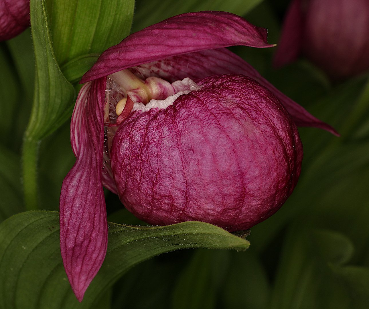 цветок орхидея Cypripedium macranthos, Александр Зорин