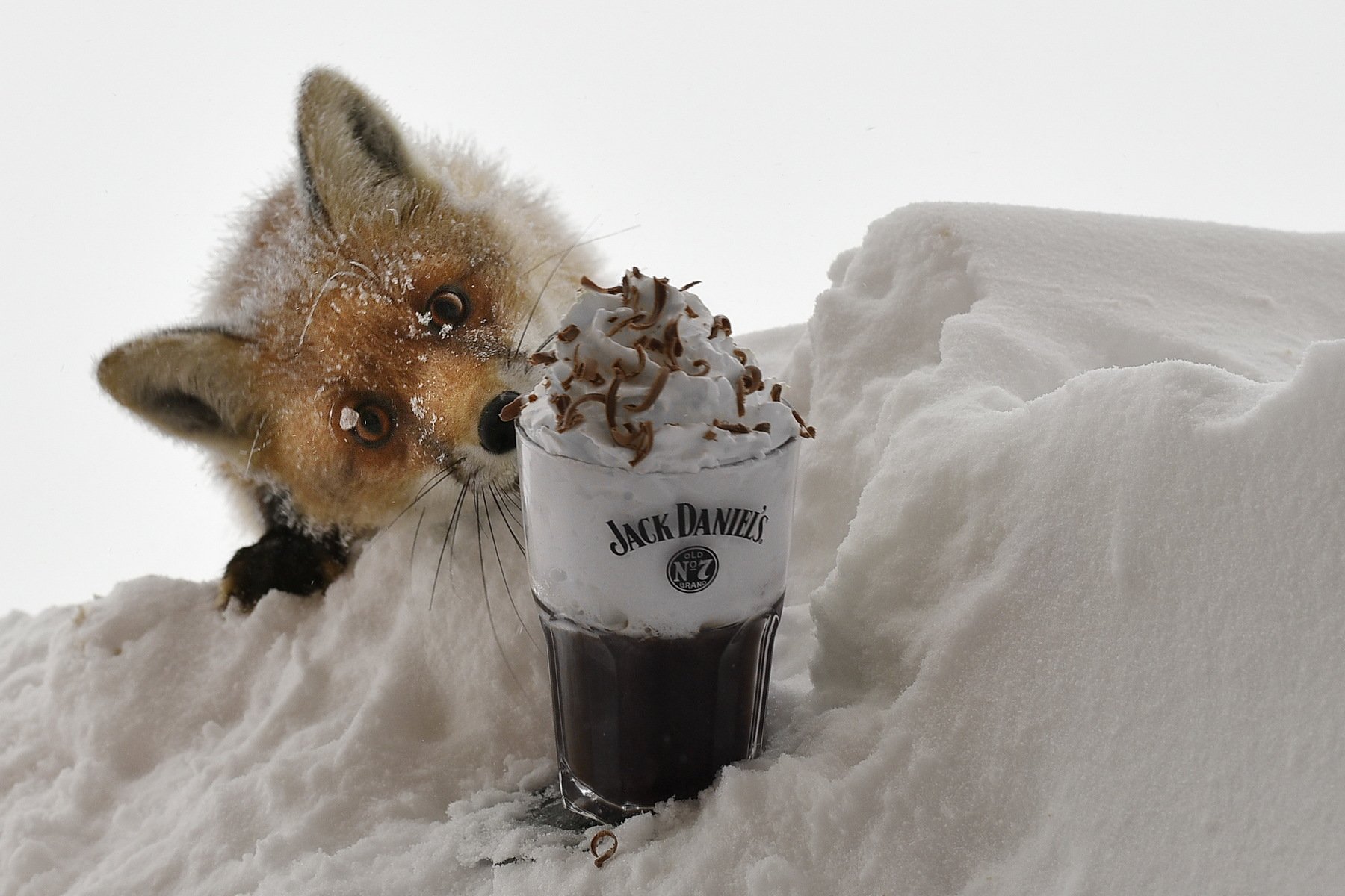 nature, fox, outdoor, outside, coffee, winter, altitude,, Sorin Lazar Photography