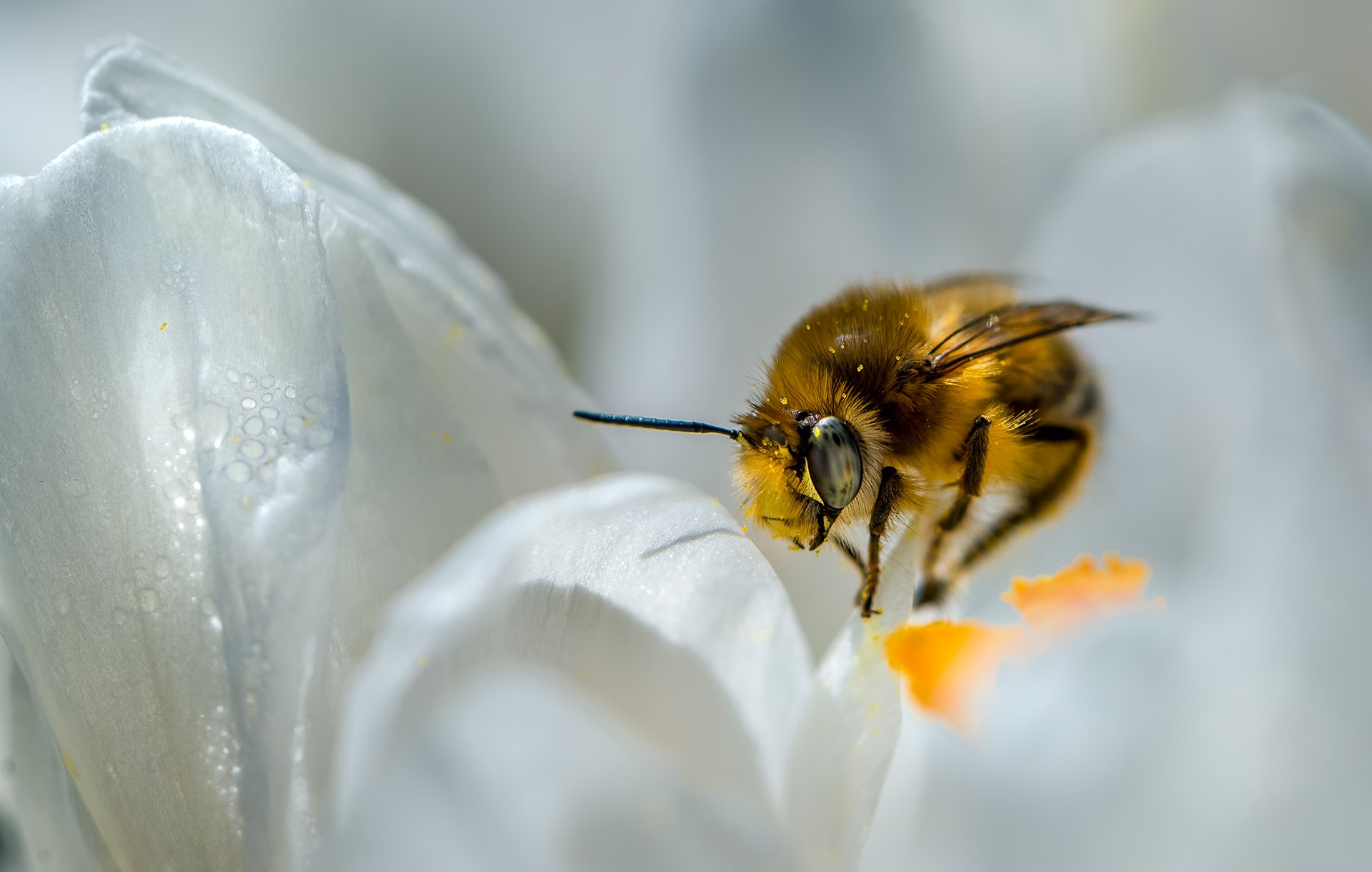природа, макро, весна, подснежники, крокус, белый, насекомое, пчела, Неля Рачкова