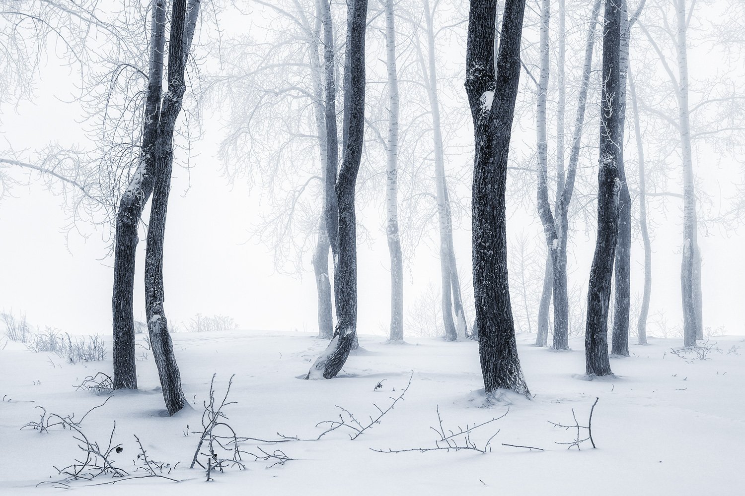 зима иней туман холод мороз снег деревья, Ра Вера