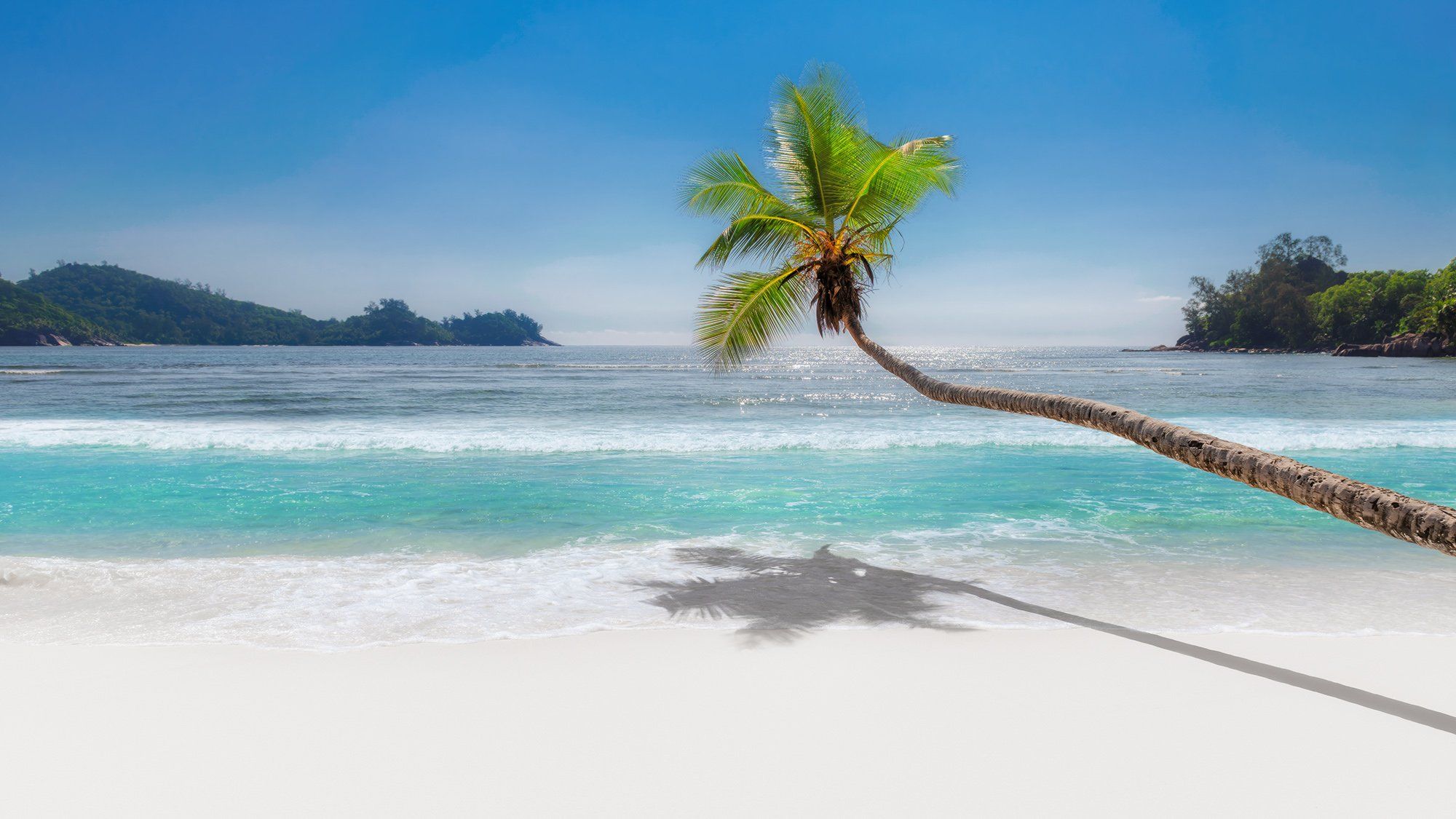 beach, palm, caribbean, paradise, island, sand, пляж, пальма, Dmitry Vinogradov