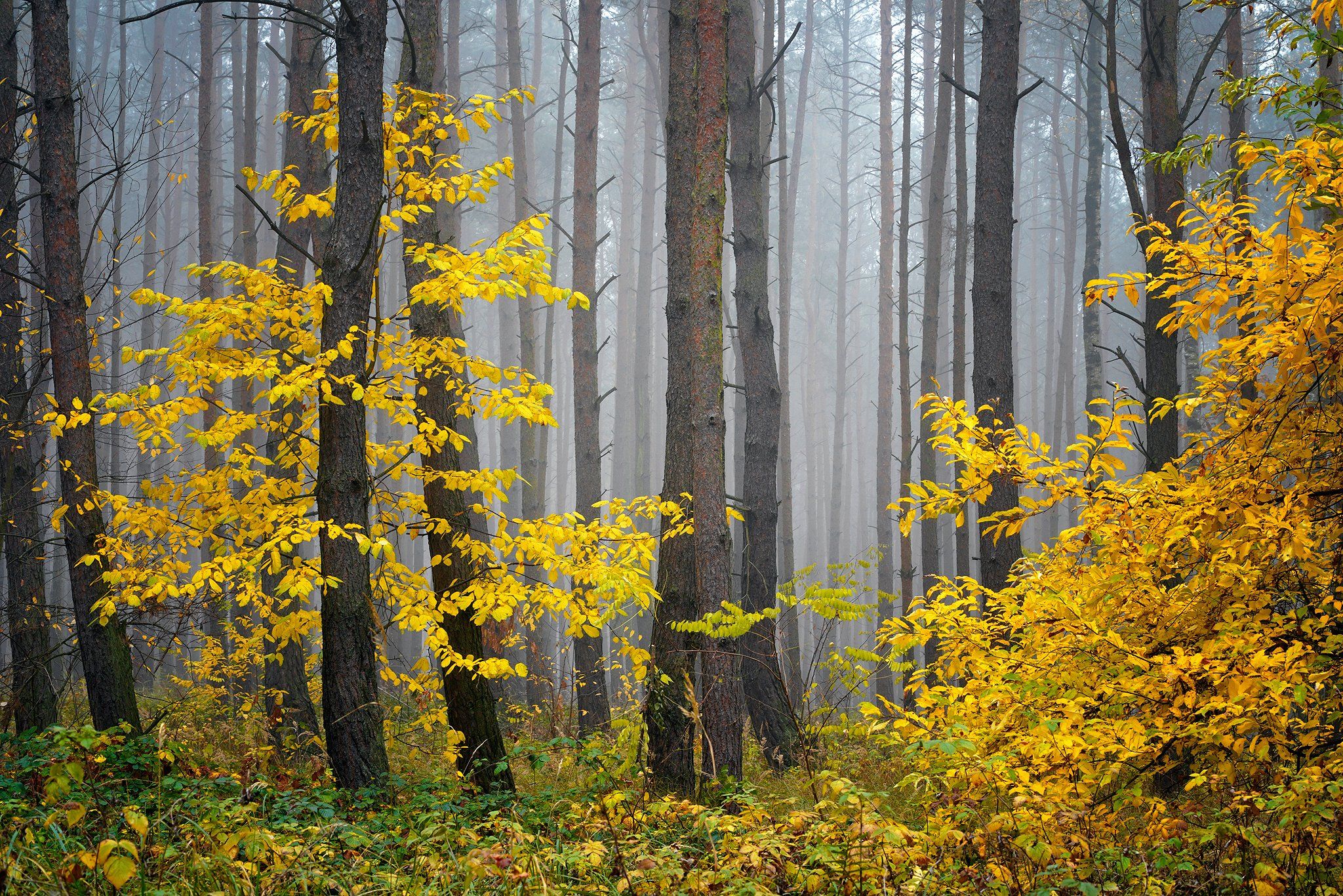 yellow, forest, trees, foggy, morning, autumn, fall, tree, dranikowski, mist, las, Radoslaw Dranikowski