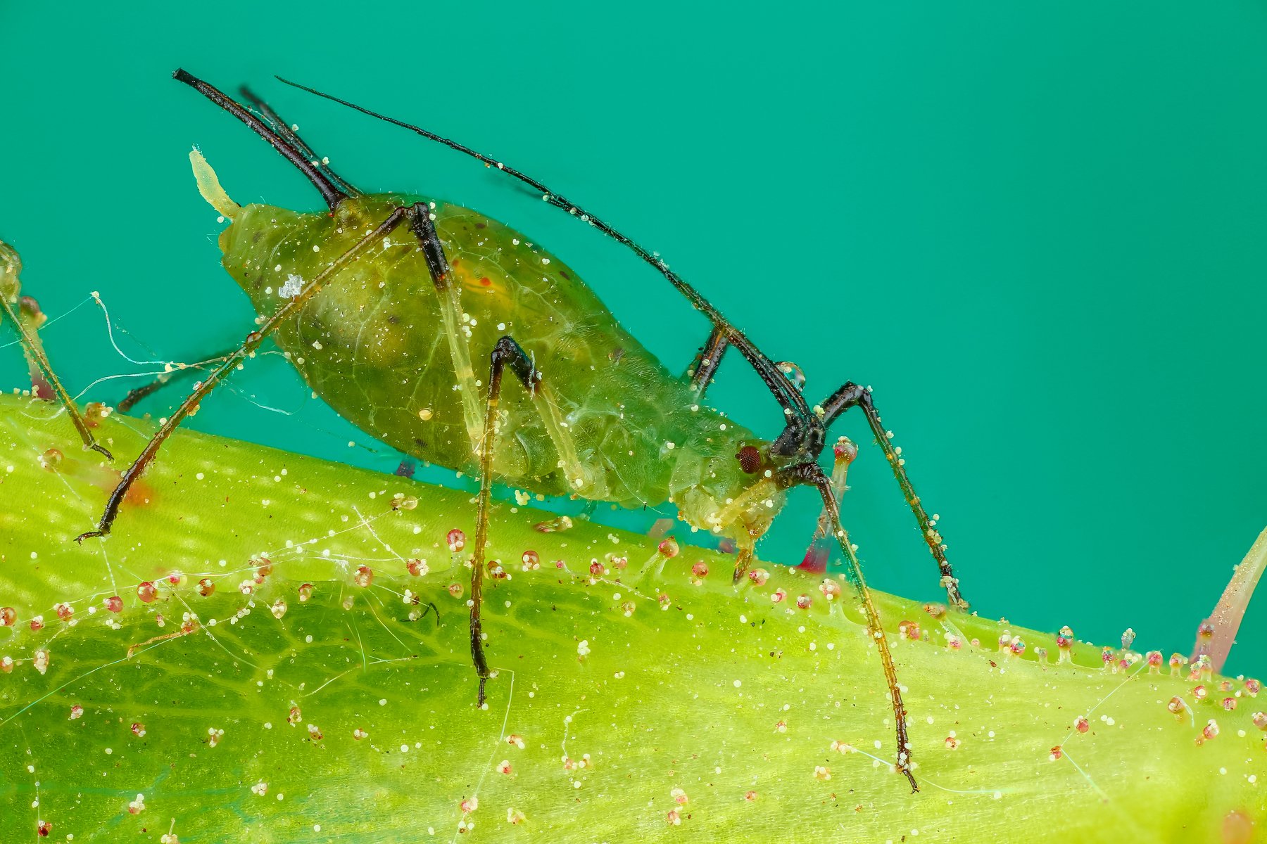макро тля насекомое животное зеленый , Андрей Шаповалов