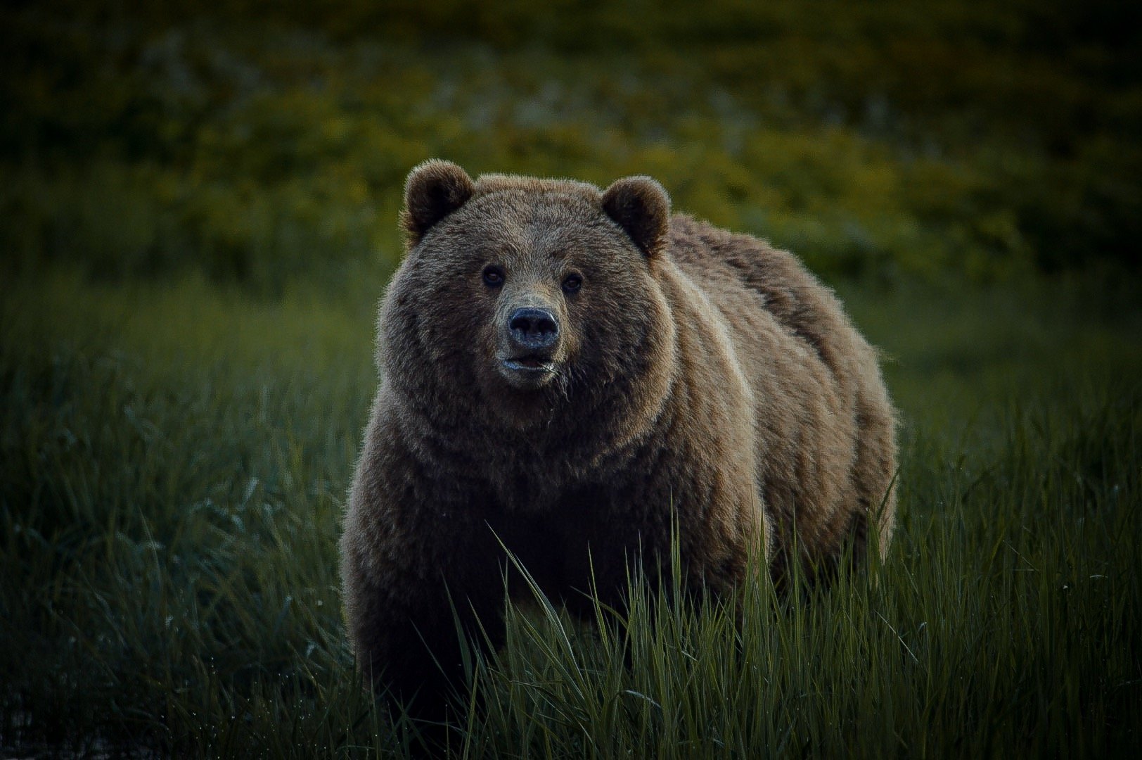 медведь, Алексей Ознобихин