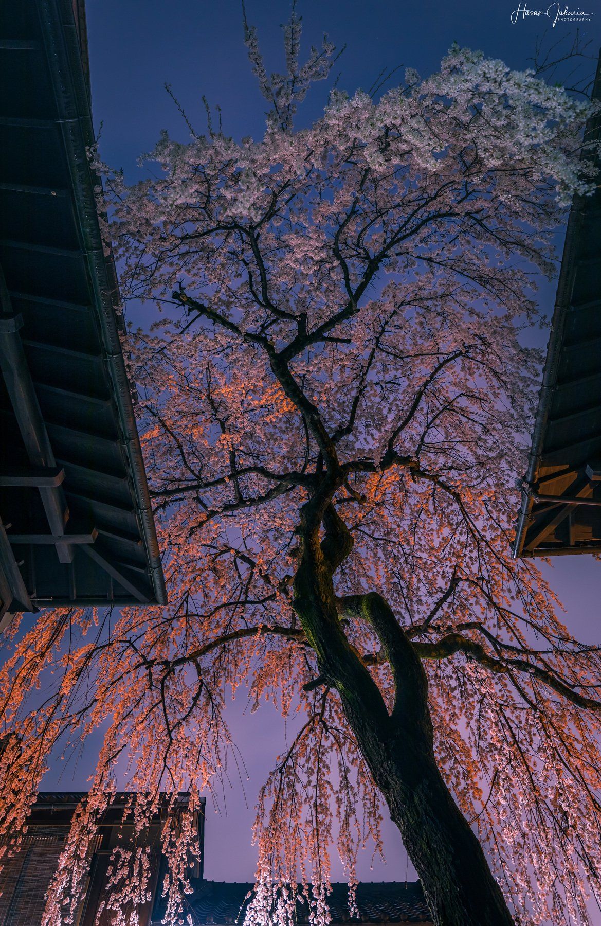 cherry blossom night sakura kyoto japan lights nightscape long exposure, Hasan Jakaria