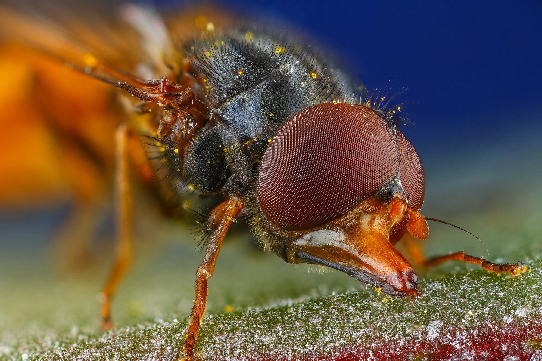 макро муха нос насекомое животное синий, Андрей Шаповалов