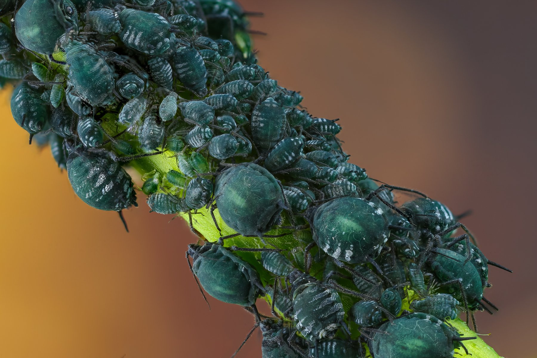 макро тля насекомое животное зеленый синиий, Андрей Шаповалов