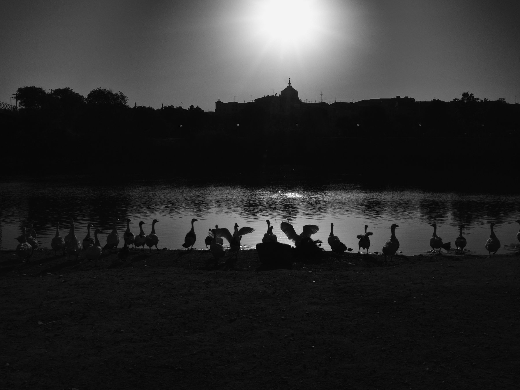 Spain, Toledo, Monochrome, Black and white, Birds, Sunset, Elena Beregatnova