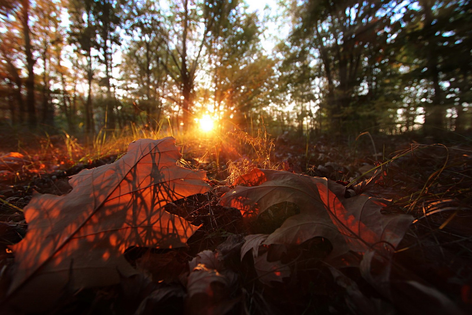 gomel belarus autumn sunset leaves ray гомель беларусь осень закат листья луч, Иванчиков Дмитрий
