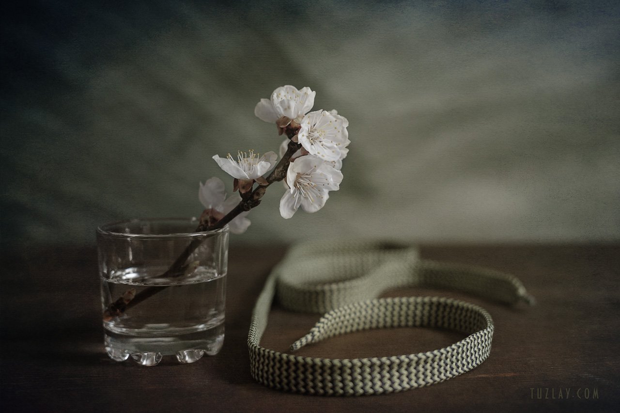 цветки абрикоса, шнурок, весна в стакане, Владимир Тузлай