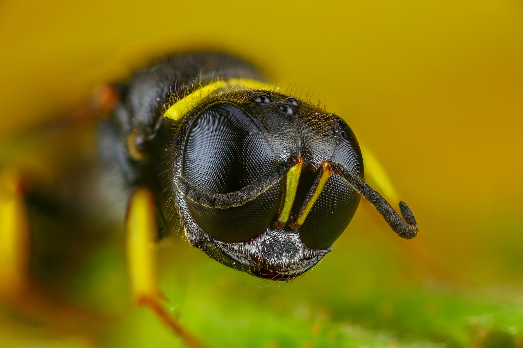 макро оса насекомое животное зеленый портрет желтый, Андрей Шаповалов