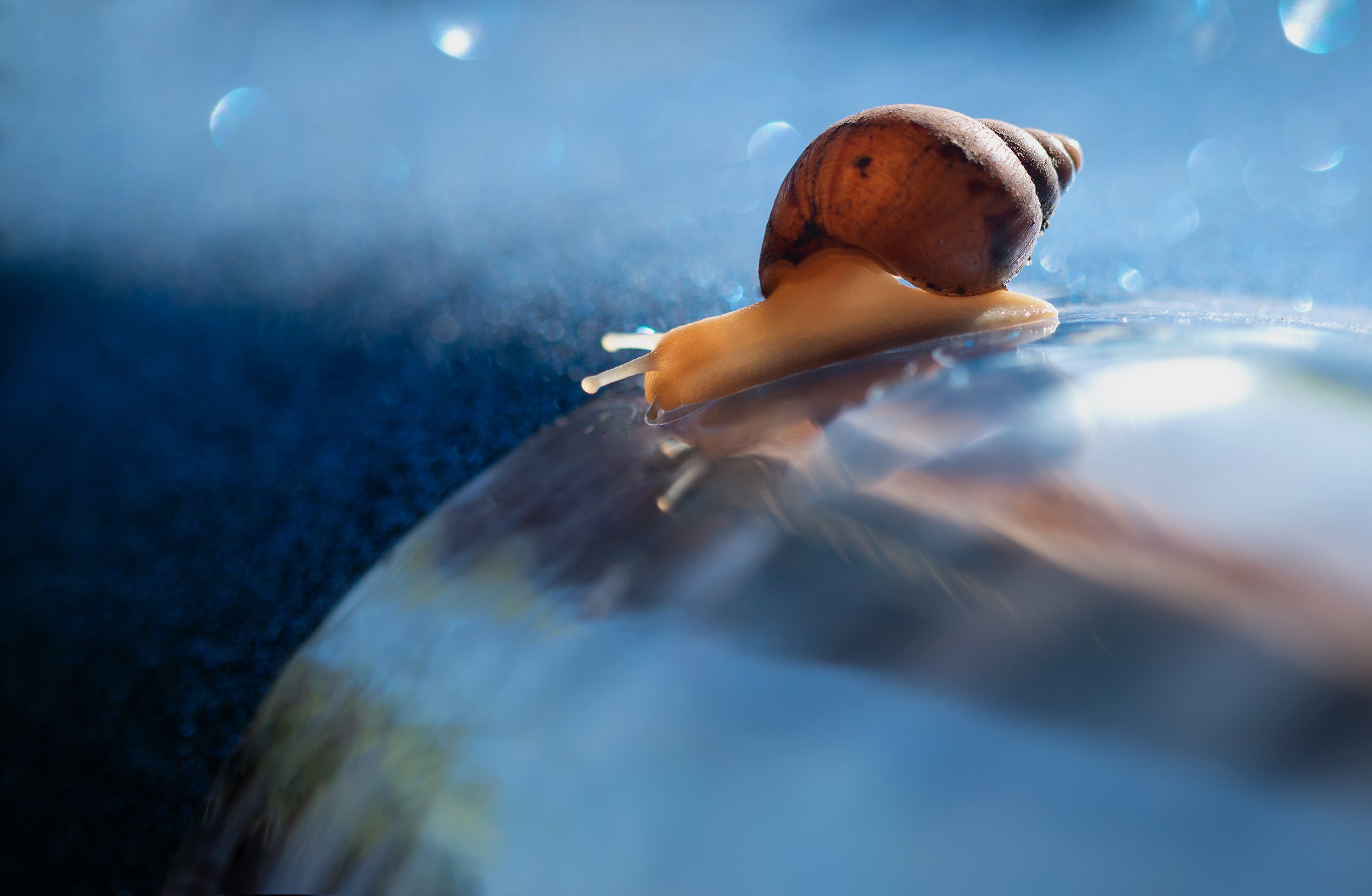 улитка, вода, весна, макро, природа, snail, nature, drops, macro, Людмила Гудина