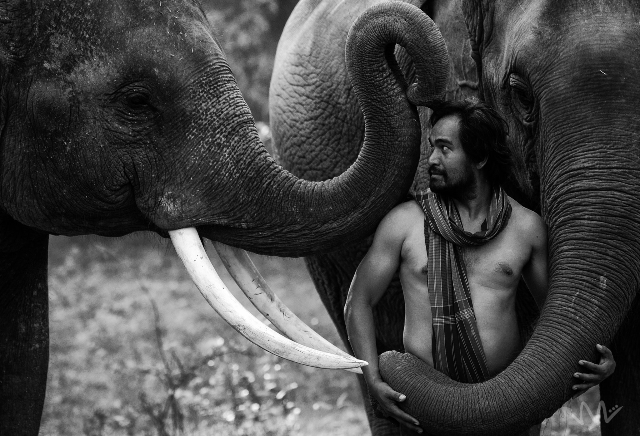 portriat,animal,elephant,man,mahout,Thailand,wildlife,male,Thai,, SUTIPOND SOMNAM