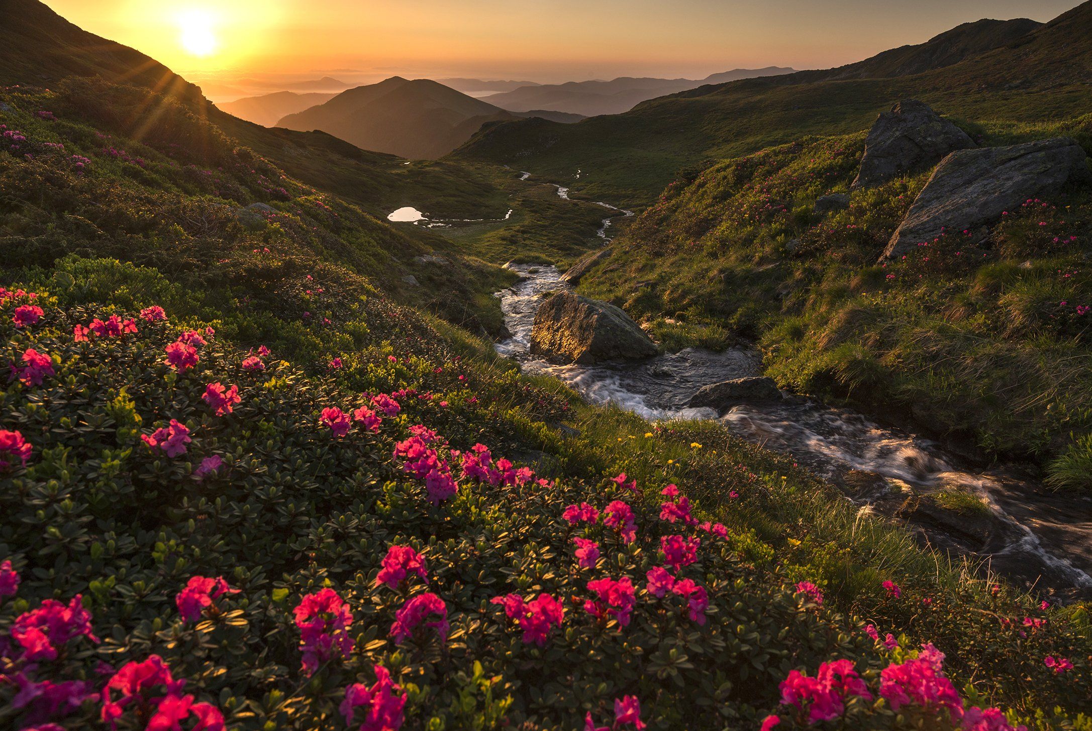 mountain, summer, landscape, travel, nature, romania, colors, rodnei, flowers, sunrise, Lazar Ioan Ovidiu