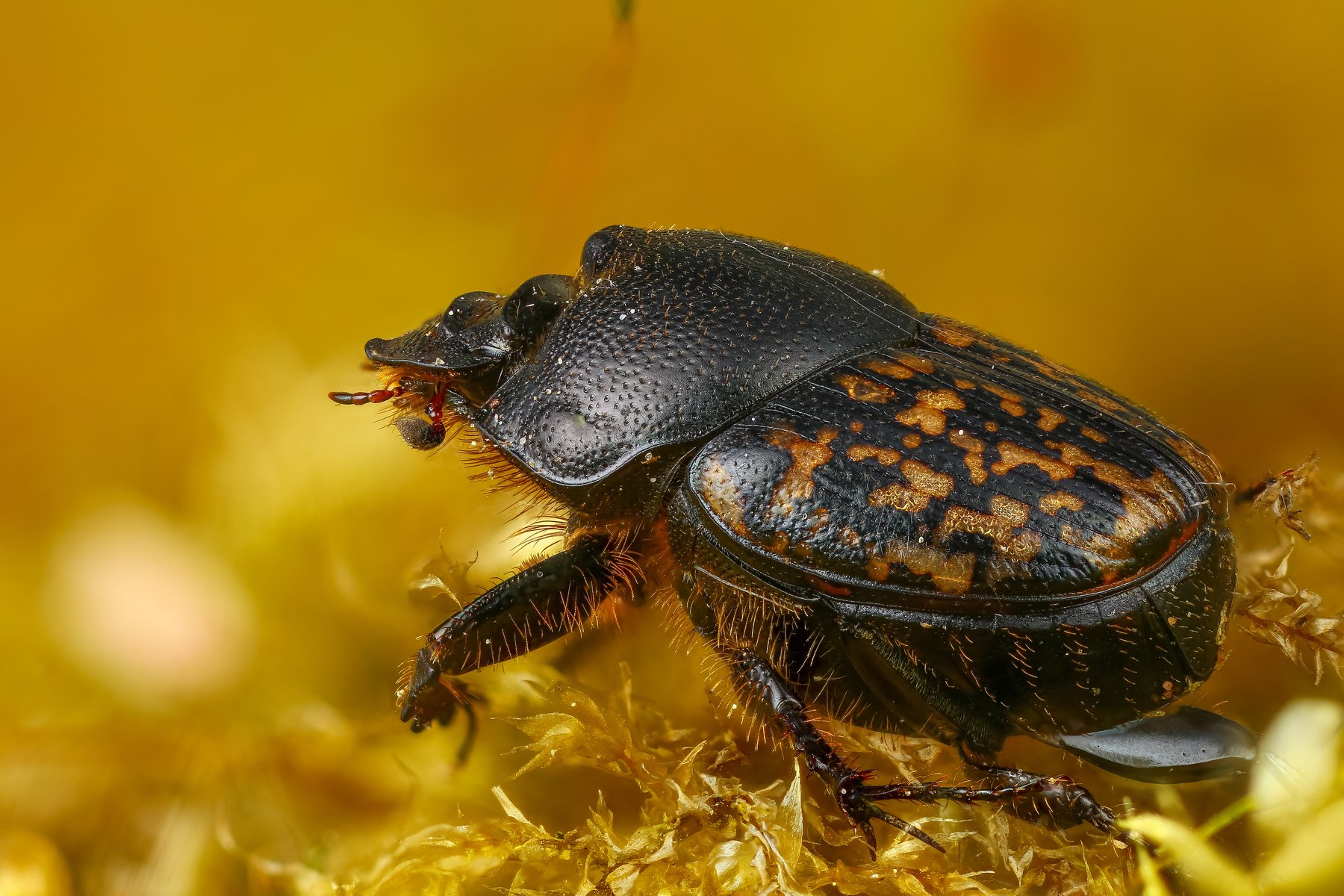 макро жук насекомое животное желтый, Андрей Шаповалов