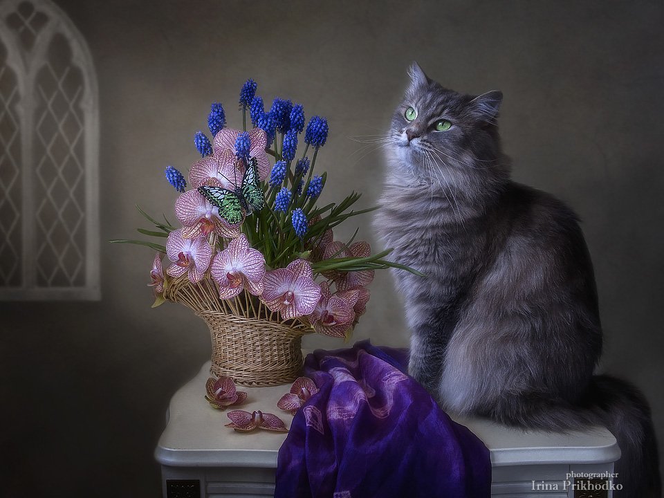 натюрморт, цветочная корзина, орхидеи, мускари, весна, кошка Масяня, Ирина Приходько
