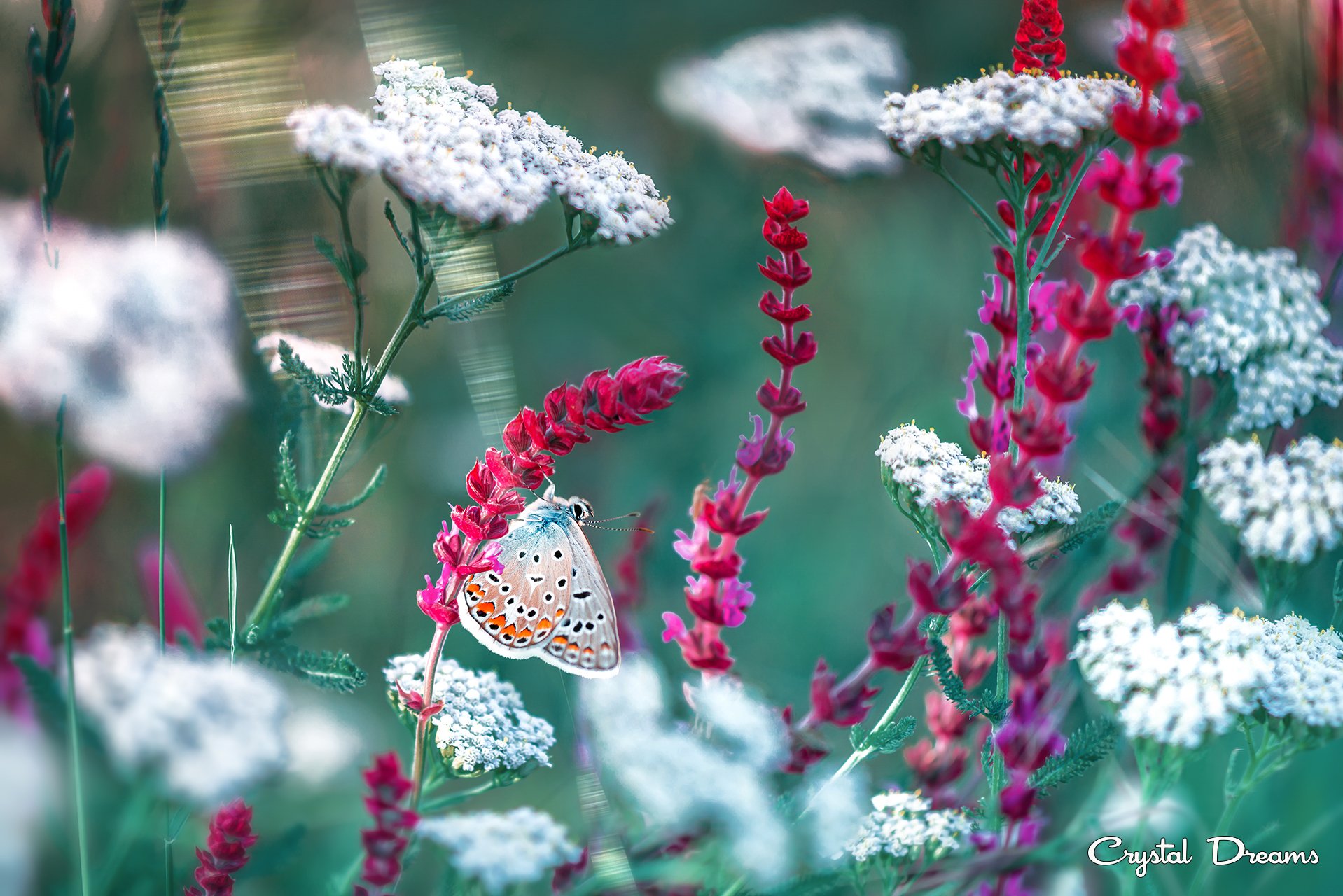 crystal dreams, macro, summer, color, art, nature, butterfly, Татьяна Крылова