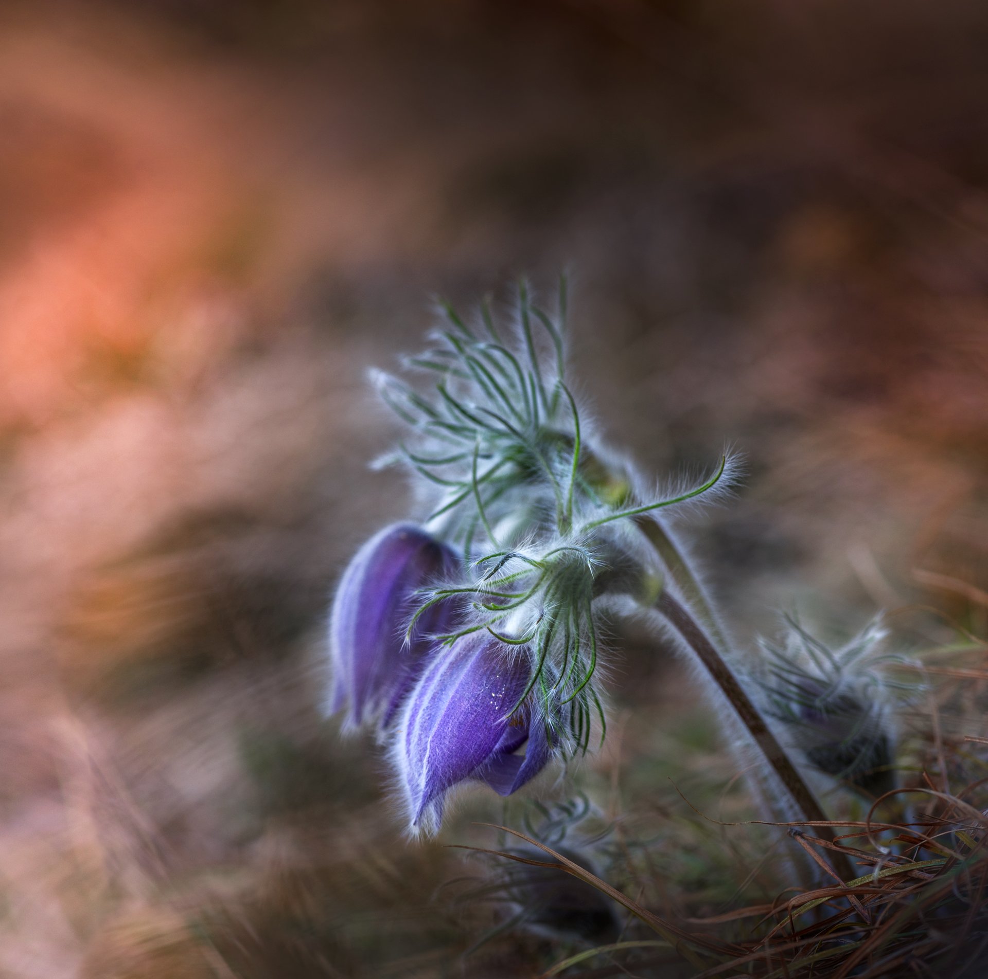 nature close-up frower wild macro scenery spring, Александър Александров