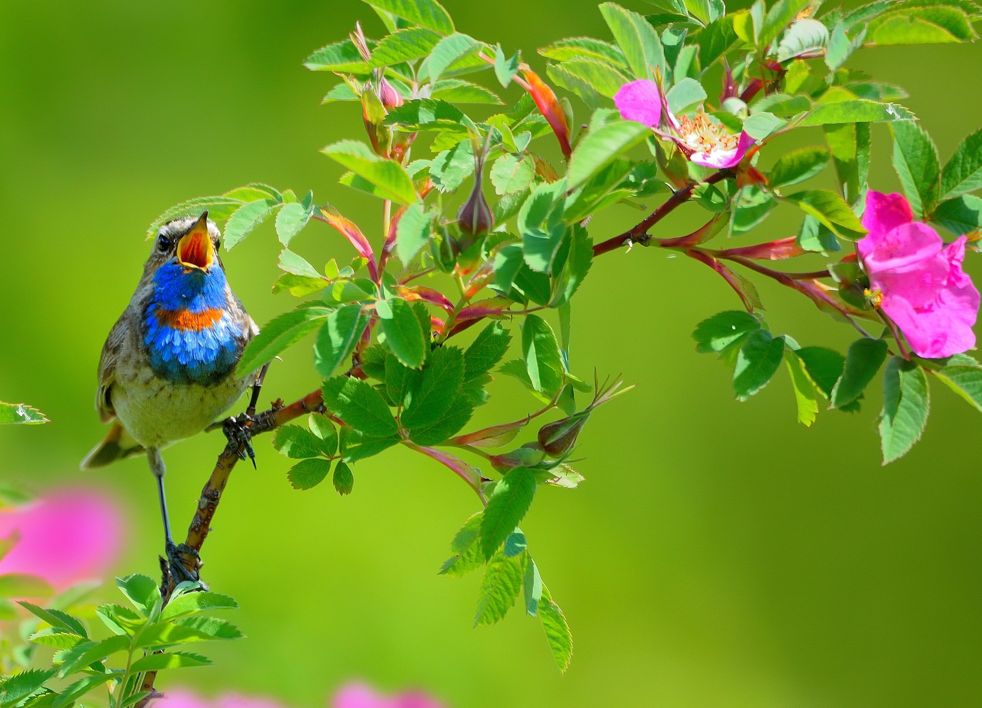 Птица поет трель. Птицы летом. Красивые птицы. Цветы и птицы.