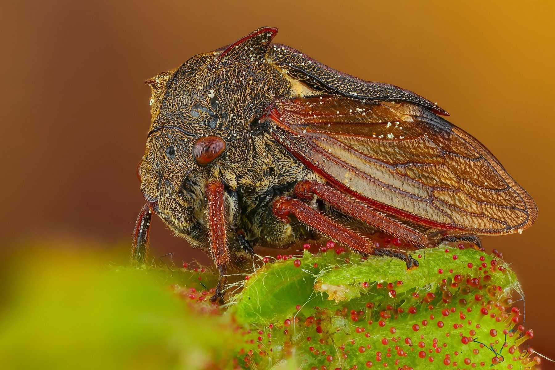 макро коричневый насекомое животное зеленый , Андрей Шаповалов