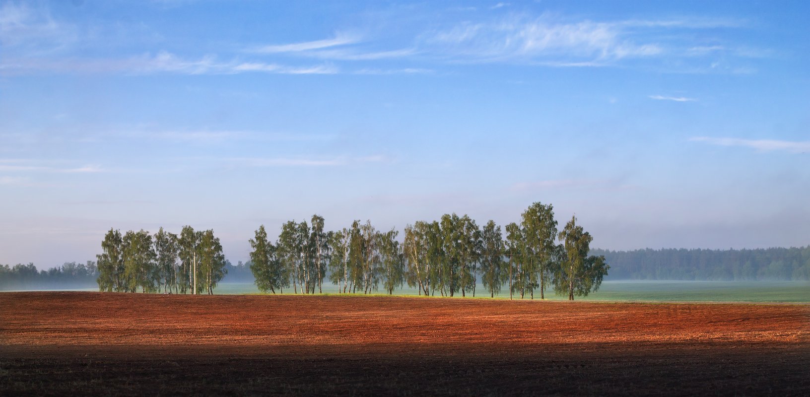 утро, поле, деревья,, Сергей Шабуневич
