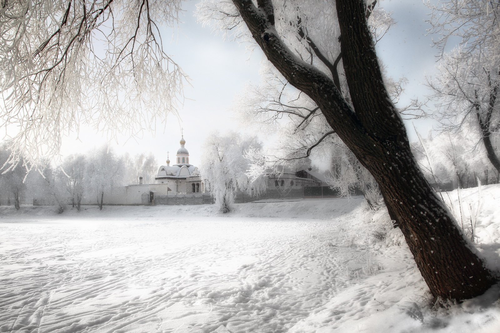 gomel belarus winter snow гомель беларусь зима снег дерево, Иванчиков Дмитрий