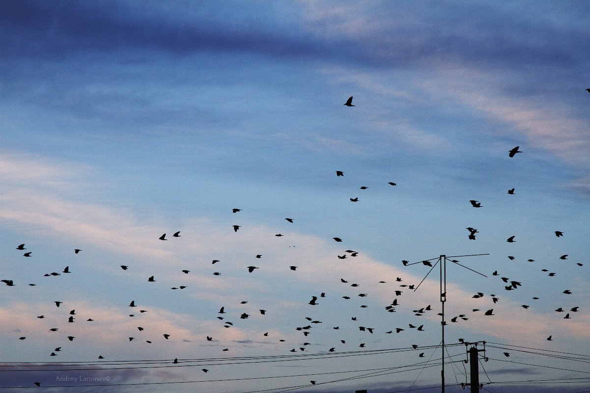 осень, небо, птицы, Андрей Ларионов