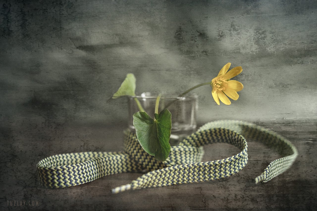 весна в стакане, желтый цветок, шнурок, Владимир Тузлай