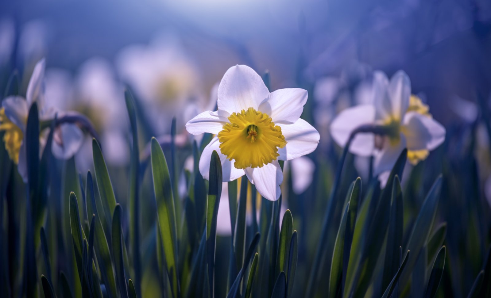 daffodil flower blossom spring white yellow light , Seo Tiger