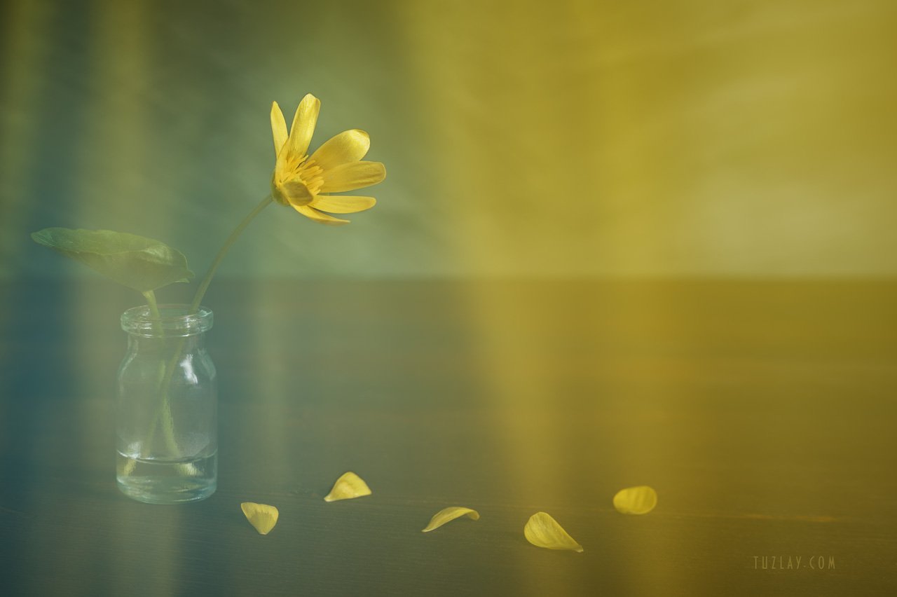 весна во флаконе, желтый цветок, Владимир Тузлай