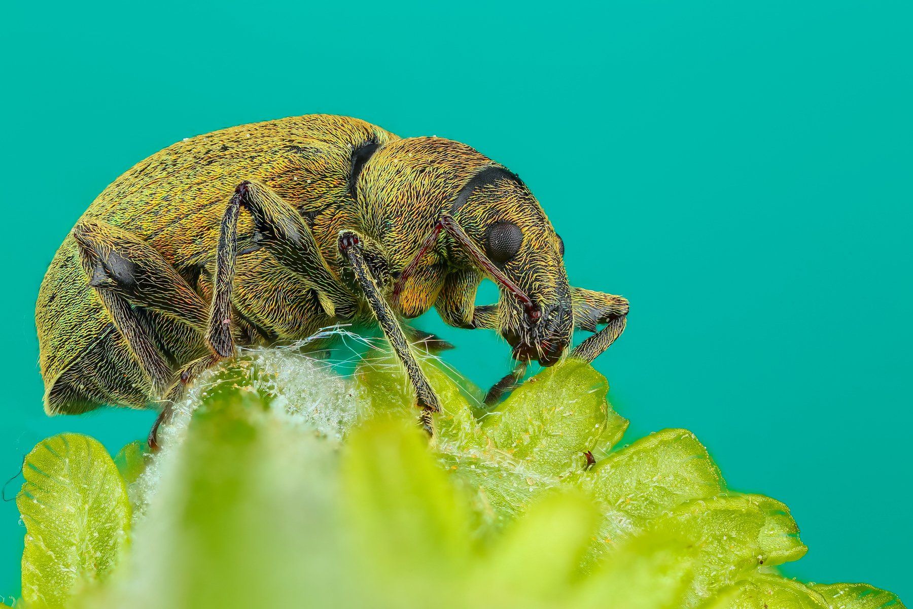 макро жук насекомое животное зеленый , Андрей Шаповалов