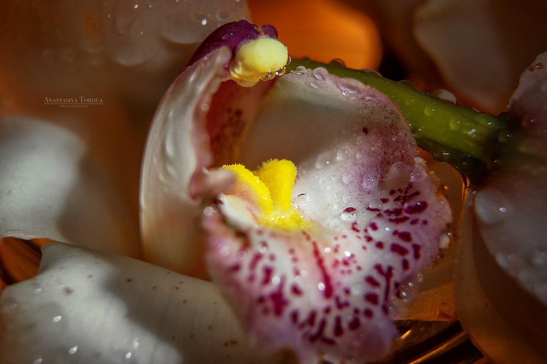 орхидея макро тордуа макрофото  цветок крупныйплан цветы, Анастасия Тордуа
