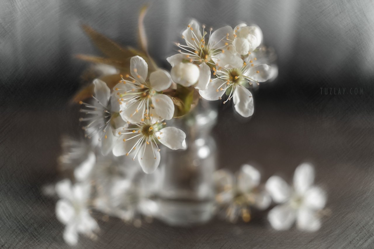 весна во флаконе, пузырек, цветки сливы, Владимир Тузлай