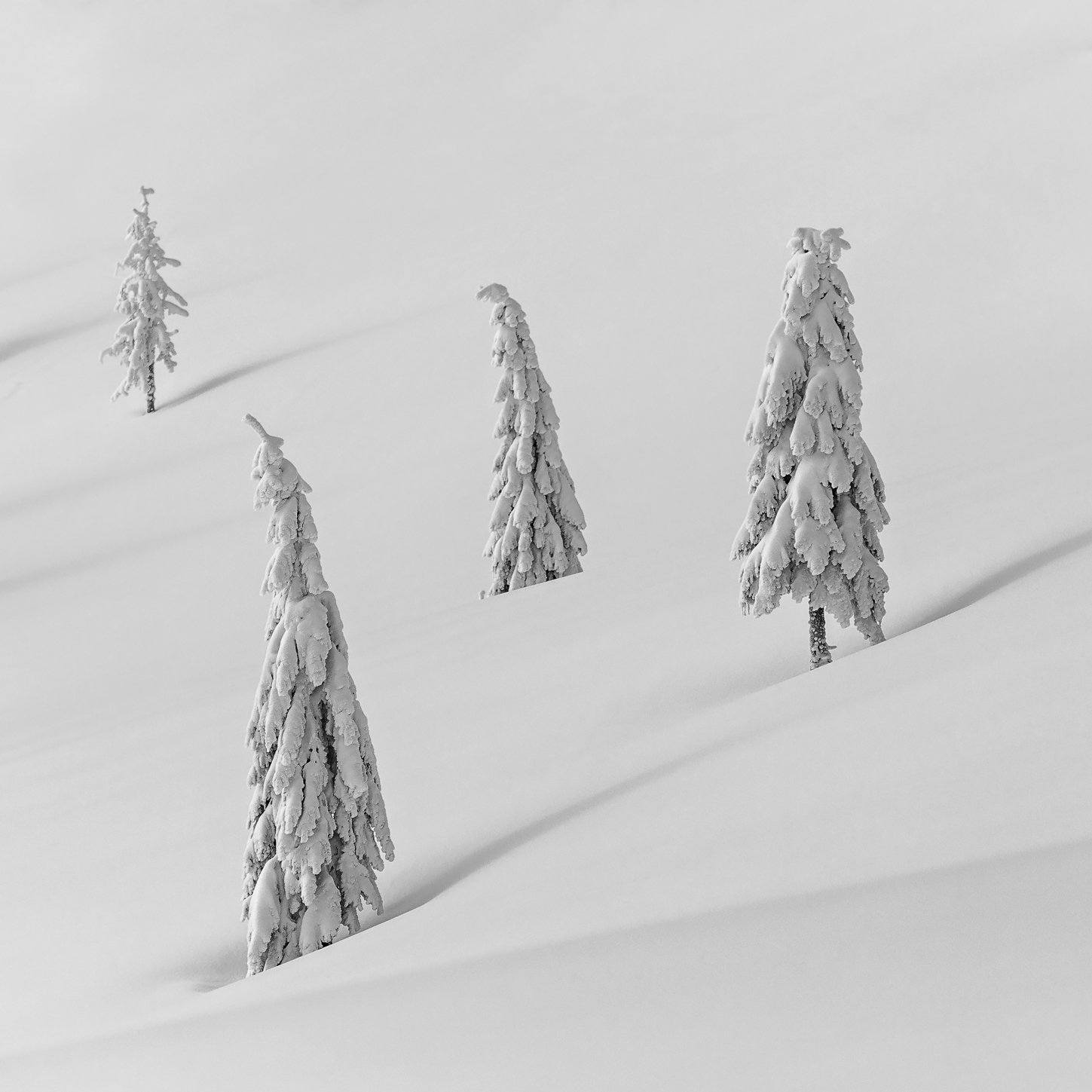 winter, trees, snow, landscape, travel, nature, mountain, romania, cold, vladeasa, Lazar Ioan Ovidiu