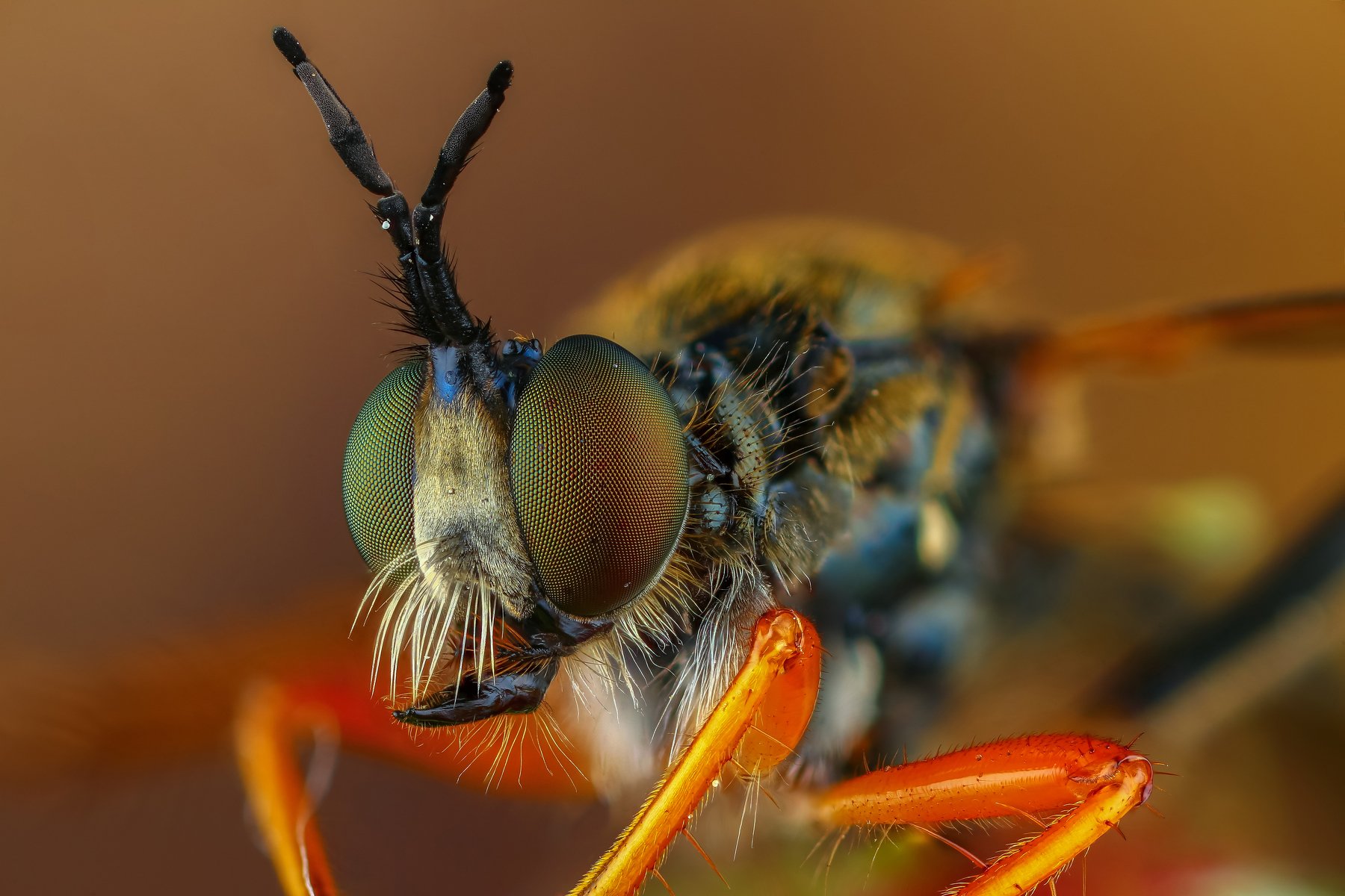 макро муха портрет насекомое животное коричневый, Андрей Шаповалов