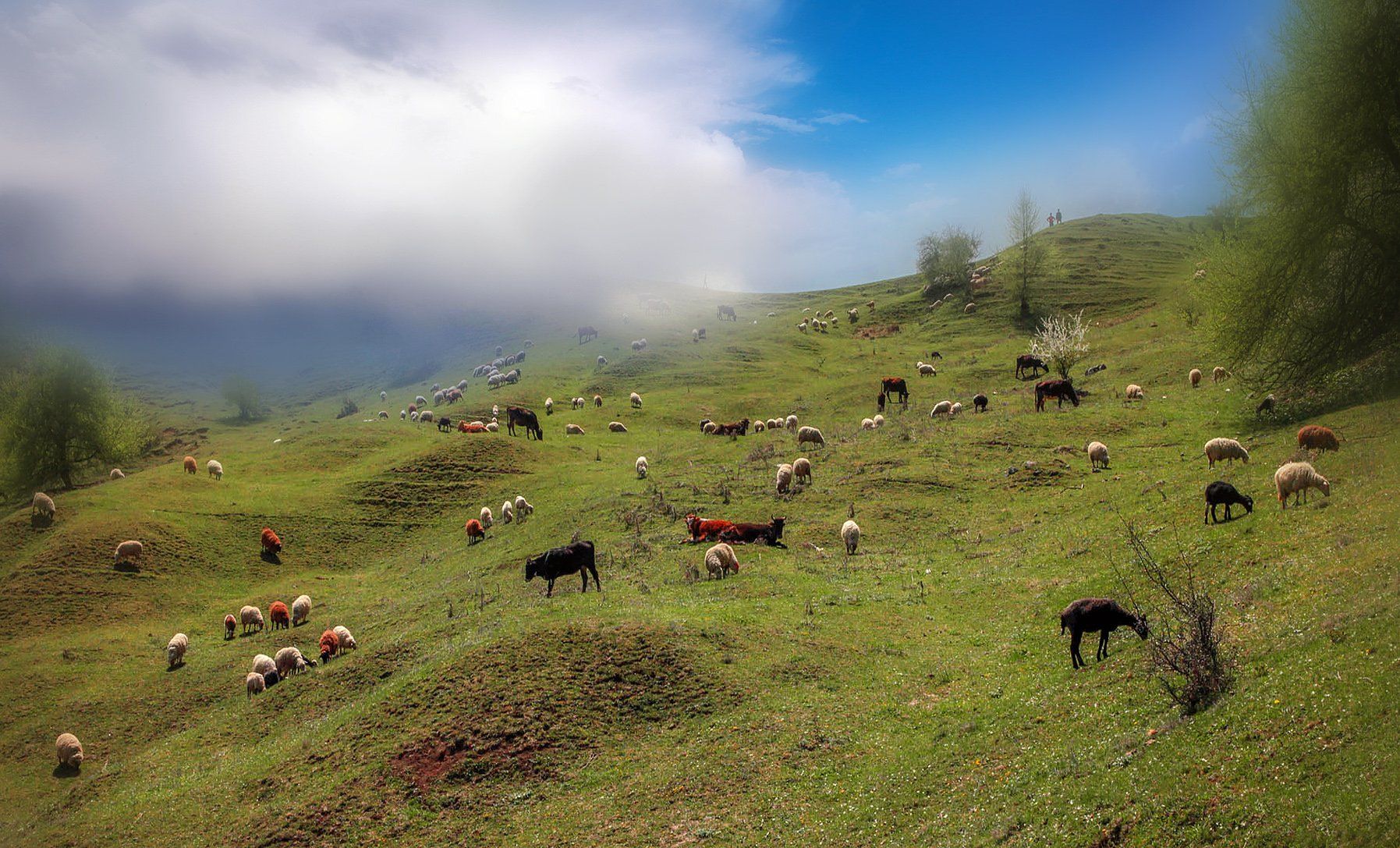 горы,весна,овцы,природа,дагестан., Marat Magov