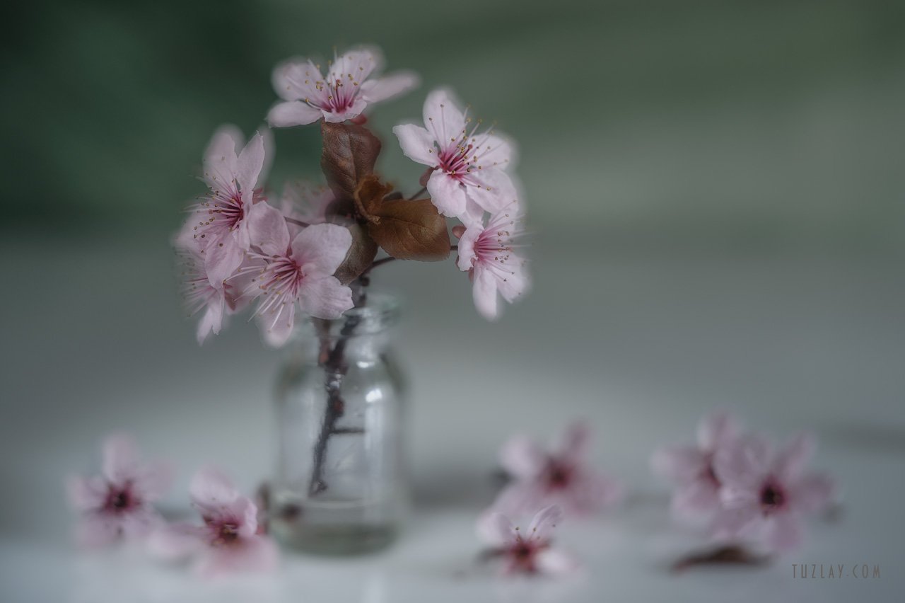 розовые цветки, весна во флаконе, Владимир Тузлай