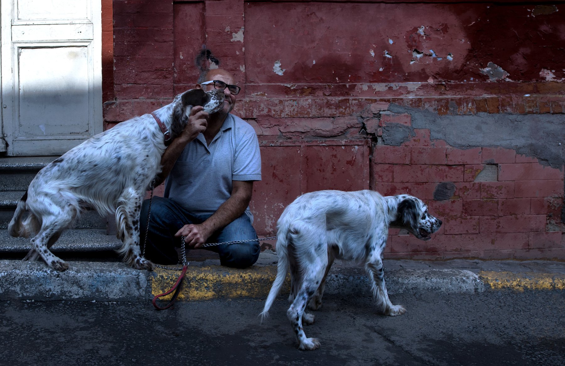 street dogs, Murat Sahin