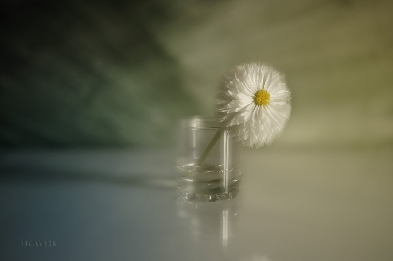 белый цветок, весна в стакане, блюр, Владимир Тузлай