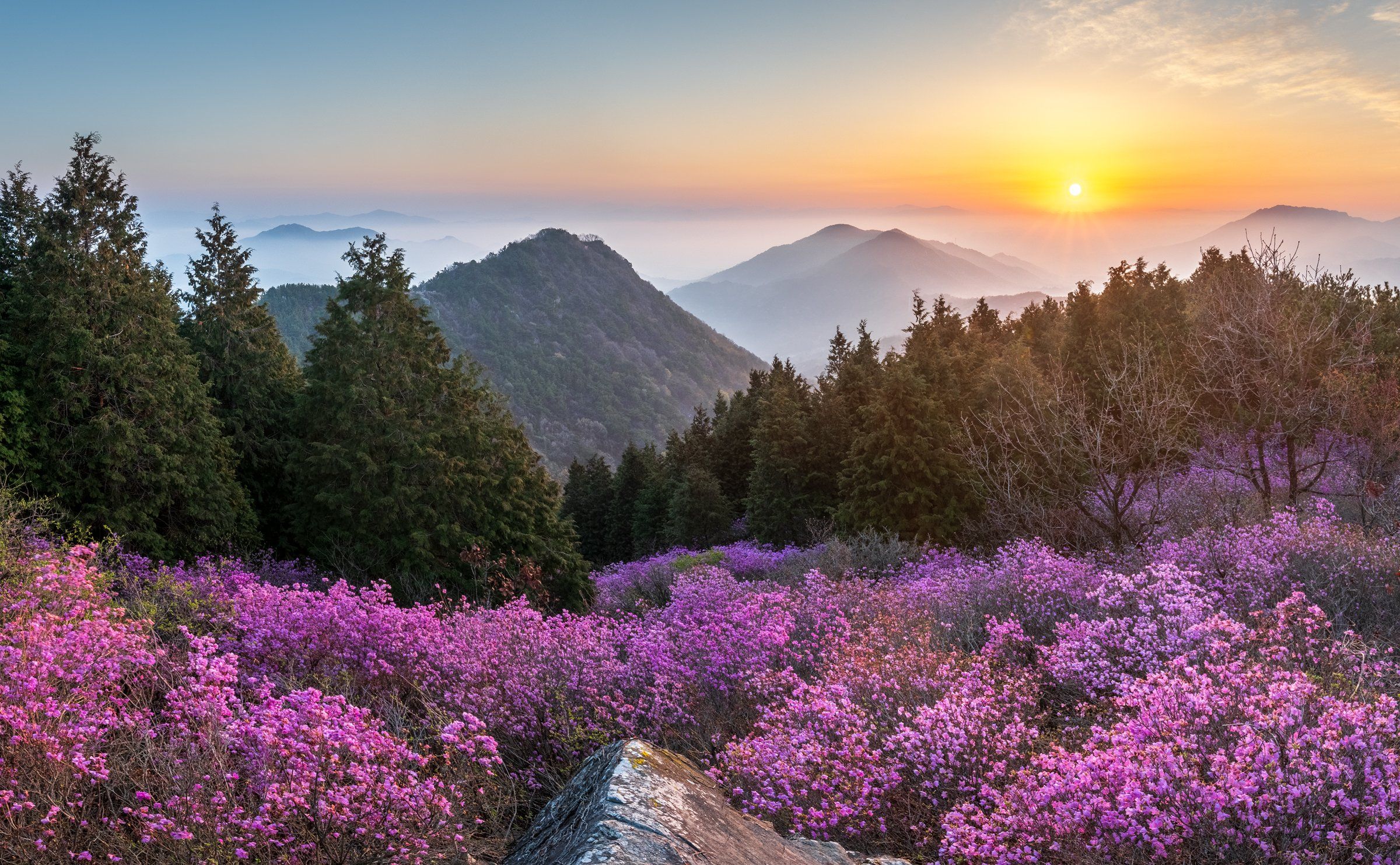 mountains,peak,hiking,fog,spring,blossom, Jaeyoun Ryu