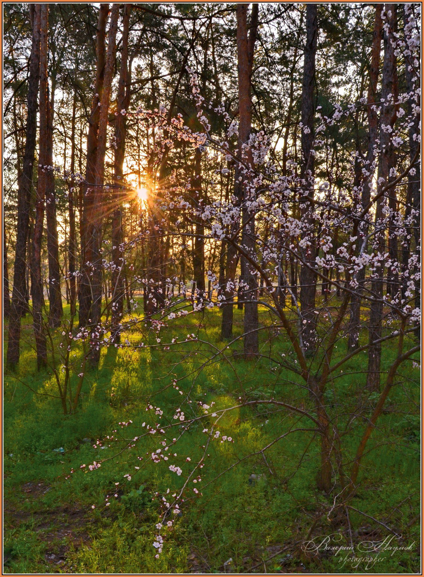 весна, март, утро, рассвет, лес, цветёт абрикос, Валерий Наумов