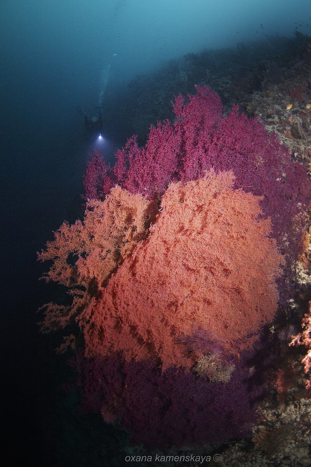 underwater phillipines blue deep diver corall , Оксана Каменская